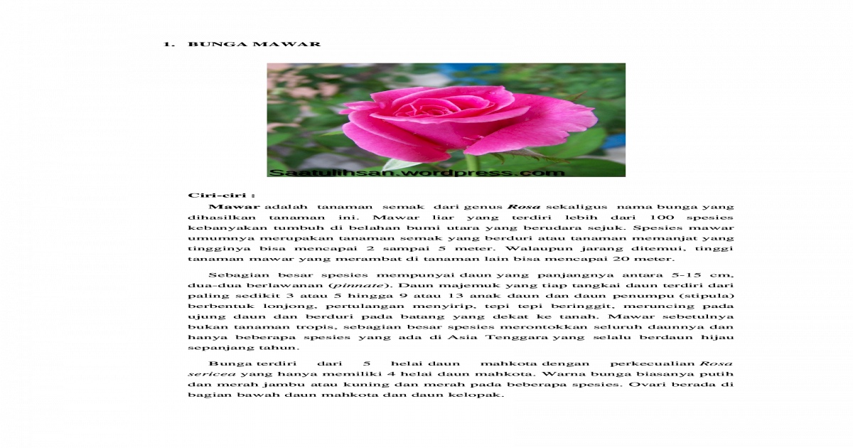 Paling Populer 21 Bunga  Mawar  Bhs Inggris  Koleksi Bunga  HD